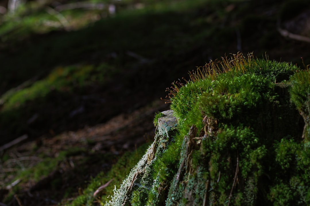 The Art of Outdoor Adventures: Embracing Nature with Style and Savvy